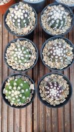 CACTUS ECHINOPSIS SUBDENUDATUM WHITE SPOTS PLANTEN, Cactus, Minder dan 100 cm, Ophalen of Verzenden, Volle zon