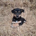 Prachtige Border Collie x Australian Kelpie pups, Overige rassen, 8 tot 15 weken, Parvo, Meerdere