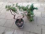 Juniperus squamata 'Blue Star' in pot ca. 30 jr. oud, Minder dan 100 cm, Struik, Conifeer, Ophalen