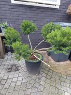 Taxus baccata bonsai. Bollen., Ophalen, Bloeit niet, Halfschaduw, Overige soorten