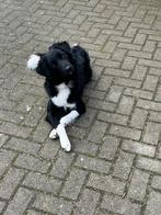 Hondje Oppasadres co-ouderschap gezocht hondenopvang, Dieren en Toebehoren, Honden | Niet-rashonden, Reu, Parvo, Eén hond, Nederland