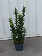 Euonymus jap green spire (kardinaalsmuts), Tuin en Terras, Vaste plant, Bloeit niet, Halfschaduw, Ophalen