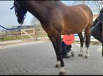 weidemaatje ruin 16 jaar, Dieren en Toebehoren, Minder dan 160 cm, Ruin, Niet van toepassing, Ontwormd