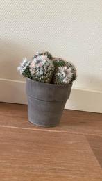 Cactus, Cactus, Minder dan 100 cm, Ophalen of Verzenden, In pot