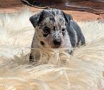 Prachtige Jack Russell Terriër pups, Dieren en Toebehoren, Rabiës (hondsdolheid), Jack Russell Terriër, 8 tot 15 weken, Meerdere