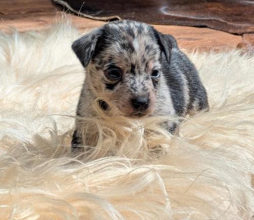 Prachtige Jack Russell Terriër pups, Dieren en Toebehoren, Honden | Jack Russells en Terriërs, Meerdere dieren, Jack Russell Terriër
