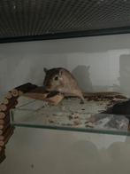 Gerbil, Vrouwelijk, Overige typen, Voor 1 juli 2024