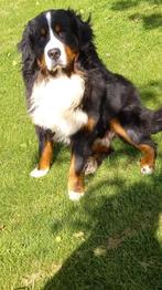 Berner sennen dekreu bernersennen pups, Reu, CDV (hondenziekte), Eén hond, 3 tot 5 jaar