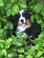 Berner Sennen Pup, 8 tot 15 weken, CDV (hondenziekte), Eén hond, Nederland