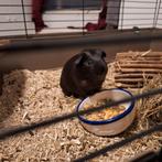 2 zwarte mannelijke cavia's, Dieren en Toebehoren, Knaagdieren, Oktober, Mannelijk, Cavia