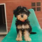 AIN: Cali, Dieren en Toebehoren, Rabiës (hondsdolheid), 15 weken tot 1 jaar, Handelaar, Buitenland