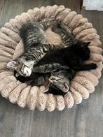 5 Deugnieten, Dieren en Toebehoren, Katten en Kittens | Overige Katten, Poes