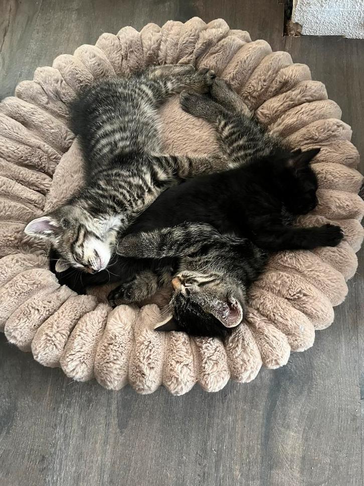 5 Deugnieten, Dieren en Toebehoren, Katten en Kittens | Overige Katten, Poes