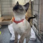 ACE: Yamiro komt graag knuffelen, Kater, Gechipt, 0 tot 2 jaar