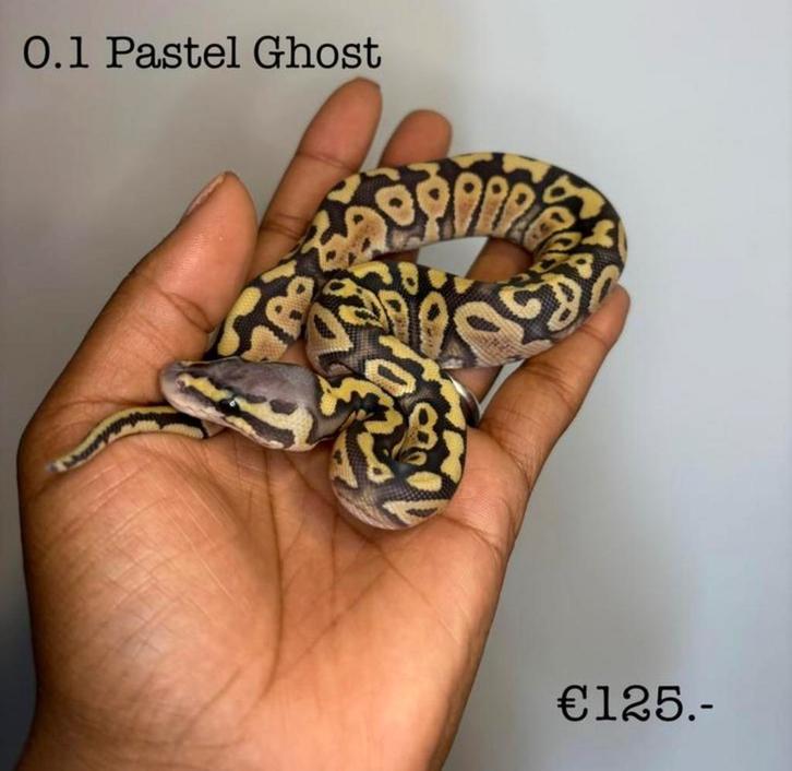0.1 Pastel Ghost NK25
