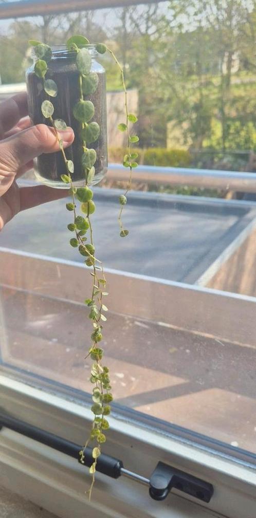 Schildpad plant, Huis en Inrichting, Kamerplanten, Overige soorten, Minder dan 100 cm, Groene kamerplant, Halfschaduw, In pot