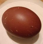 Broedeieren Marans/Cream Legbar, Dieren en Toebehoren, Pluimvee, Geslacht onbekend, Kip