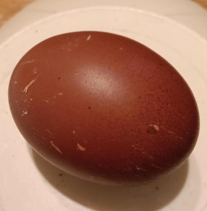 Broedeieren Marans/Cream Legbar, Dieren en Toebehoren, Pluimvee, Kip, Geslacht onbekend