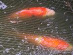 Koi karpers te koop, Karper of Koi