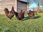 Broedeieren dubbelgezoomde barnevelder, Dieren en Toebehoren, Pluimvee, Geslacht onbekend, Kip