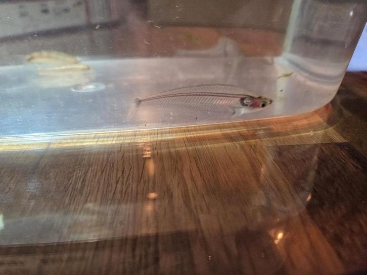 Vissen te koop, glas meervallen, dwerg botias en ancistrus., Dieren en Toebehoren, Vissen | Aquariumvissen, Vis