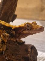 Wimpergekko, Hagedis, 3 tot 6 jaar