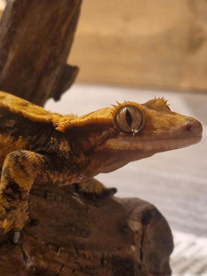 Wimpergekko, Dieren en Toebehoren, Reptielen en Amfibieën, Hagedis, 3 tot 6 jaar