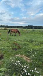 Plekjes vrij, Dieren en Toebehoren, Stalling en Weidegang
