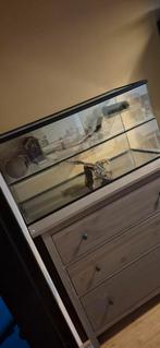 Glazen hok te koop., Gebruikt, Hok, 75 tot 110 cm, Ophalen