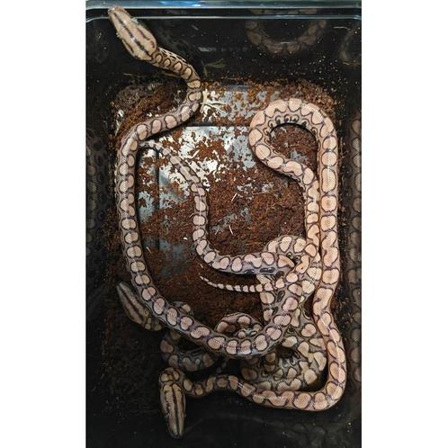 Epicrates cenchria cenchria, Dieren en Toebehoren, Reptielen en Amfibieën