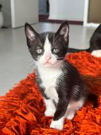 Kitten te koop, Dieren en Toebehoren, Katten en Kittens | Overige Katten, Kortharig, 0 tot 2 jaar, Kater