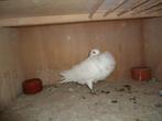 jonge duif, Dieren en Toebehoren, Vogels | Duiven, Vrouwelijk, Kropper