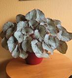 Hawaiian Silver bladbegonia, Ophalen, Halfschaduw, Minder dan 100 cm
