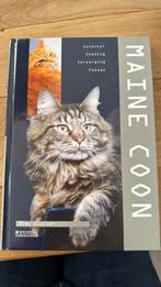 Maine Coon, Ophalen of Verzenden, Nieuw