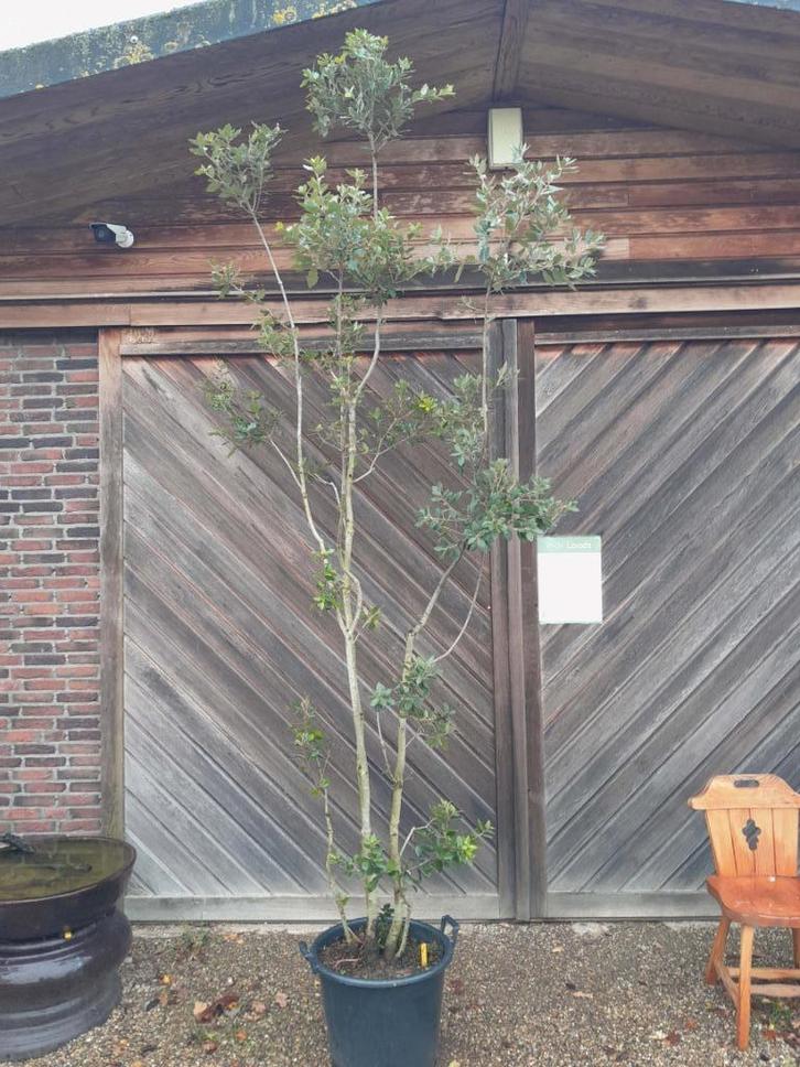 Steeneik meerstammig, Tuin en Terras, Planten | Bomen, Overige soorten, 250 tot 400 cm, Volle zon, In pot, Ophalen