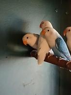 Fischeri's, Dieren en Toebehoren, Vogels | Parkieten en Papegaaien, Geslacht onbekend, Dwergpapegaai of Agapornis, Geringd