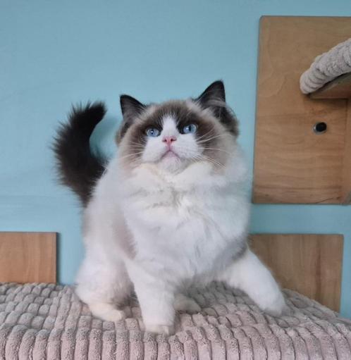 Ragdoll, Dieren en Toebehoren, Katten en Kittens | Raskatten | Langhaar, Kater, 0 tot 2 jaar, Met stamboom, Gechipt, Ontwormd