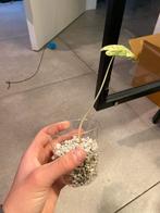 Alocasia Variegata Kamerplant, Overige soorten, In pot, Minder dan 100 cm, Groene kamerplant