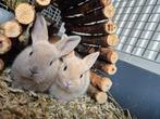 Lieve tamme baby konijntjes, Dieren en Toebehoren, Konijnen, Meerdere dieren, Dwerg