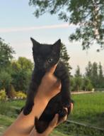 Schattige kitten/8 weken/zwart poesje, Meerdere dieren, Kortharig, 0 tot 2 jaar