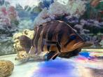 Tijger vis, 25-30 cm lang, Dieren en Toebehoren, Vissen | Aquariumvissen, Vis