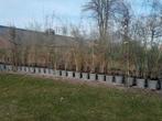 Fargesia Bamboe - Nier Woekerend - Ideaal voor Afscheiding, Tuin en Terras, Planten | Struiken en Hagen, Ophalen