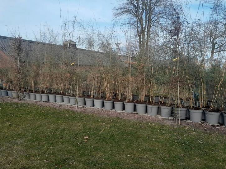 Fargesia Bamboe - Nier Woekerend - Ideaal voor Afscheiding, Tuin en Terras, Planten | Struiken en Hagen, Ophalen