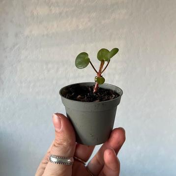 Baby Pilea beschikbaar voor biedingen