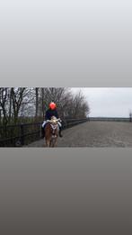 verzorg/lease paard gezocht, Dieren en Toebehoren, Ophalen of Verzenden