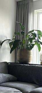 Pot (zonder plant!), Huis en Inrichting, Ophalen