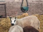 Dekram ram, Mannelijk, Schaap