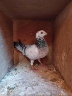 Postduif duivin uit 2023, Dieren en Toebehoren, Vogels | Duiven, Vrouwelijk, Postduif