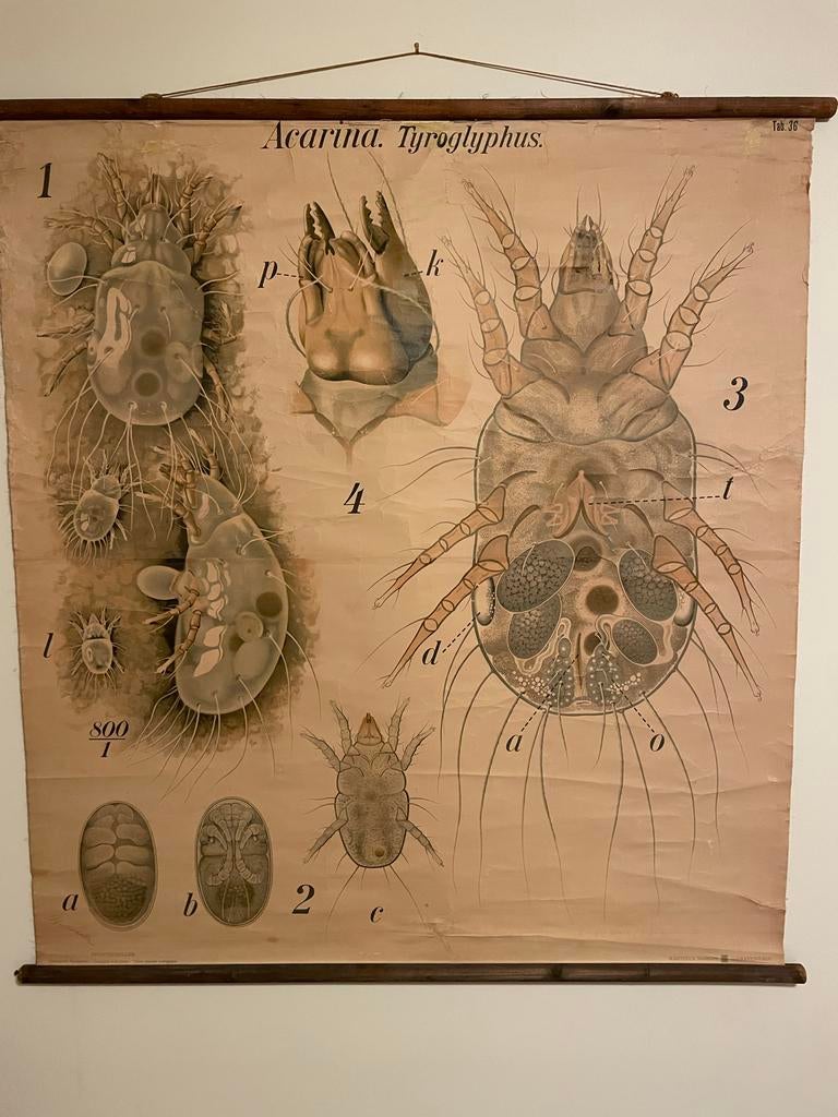 Schoolplaat Bakkersmijt (Acarina) - Pfurtscheller, Antiek en Kunst, Antiek | Schoolplaten, Natuur en Biologie, Ophalen of Verzenden