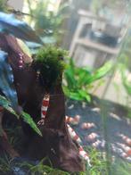 Crystal red garnalen, Dieren en Toebehoren, Vissen | Aquariumvissen, Kreeft, Krab of Garnaal